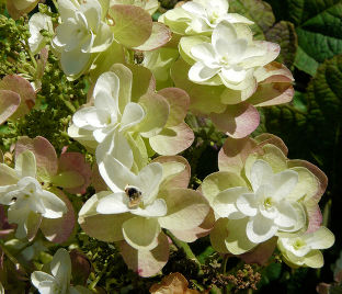 Гортензия дуболистная Сайкс Дварф / Hydrangea quercifolia Sike's Dwarf