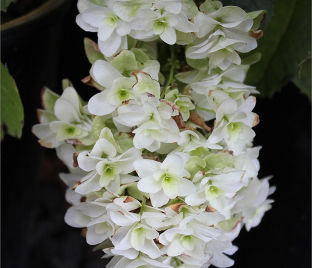 Гортензия дуболистная Сноу Джиант / Hydrangea quercifolia Snow Giant