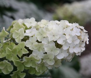 Гортензия дуболистная Сноу Куин / Hydrangea quercifolia Snow Queen (Flemygea)