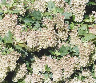 Гортензия дуболистная Сноуфлейк / Hydrangea quercifolia Snowflake