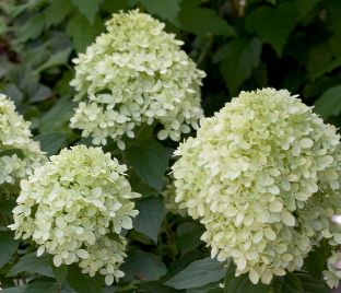 Гортензия метельчатая Брюсселс Лейс / Hydrangea panniculata Brussels Lace