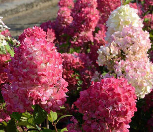 Гортензия метельчатая Диамант Руж / Hydrangea panniculata Diamant Rouge