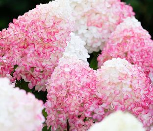 Гортензия метельчатая Пинк Энд Роуз / Hydrangea panniculata Pink & Rose