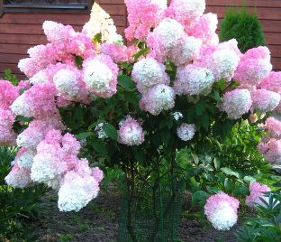 Гортензия метельчатая Санди Фрэйз / Hydrangea panniculata Sundae Fraise
