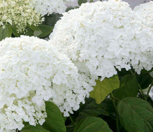 Гортензия древовидная Стронг Аннабель / Hydrangea arborescens Strong Annabelle