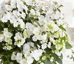 Гортензия гибридная Ранэвей Брайд Сноу Вайт / Hydrangea hybrid Runaway Bride Snow White