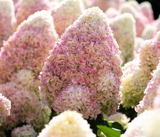 Гортензия метельчатая штамбовая Саммер Лав / Hydrangea panniculata standard Summer Love
