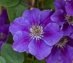 Клематис Ашва / Clematis hybriden Ashva