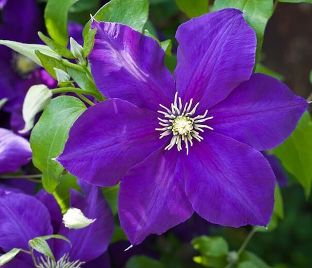 Клематис Джекмана / Clematis hybriden Jackmanii