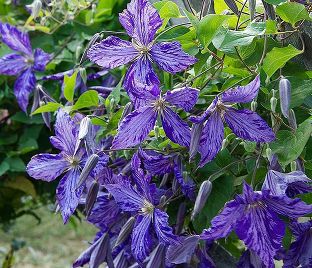 Клематис Так Много Голубых Цветов / Clematis hybriden Somany Blue Flowers