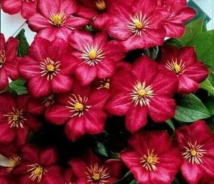 Клематис Так Много Красных Цветов / Clematis hybriden Somany Red Flowers — фото 1