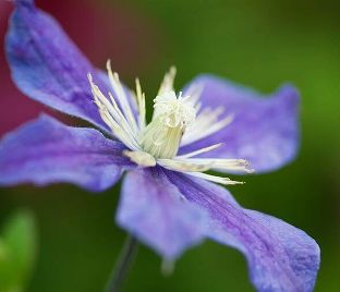 Клематис Арабелла / Clematis integrifolia Arabella