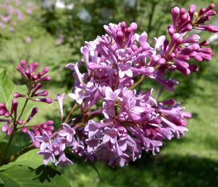 Сирень "Роялти" штамбовая / Syringa josiflexa "Royalty"