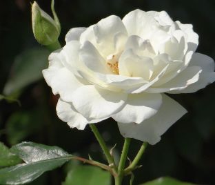 Роза Schneewittchen (Шниевитхен)