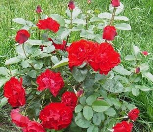 Роза Crimson Meidiland (Кримсон Мейдилэнд) — фото 1