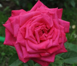 Роза Lolita Lempicka (Лолита Лемпика)