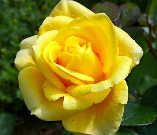 Роза Papillon (Папилон)