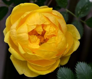 Роза Persian Yellow (Персиан Йеллоу)