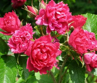 Роза Pink Grootendorst (Пинк Грутендорст)