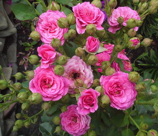 Роза Pink Kenya (Пинк Кения)