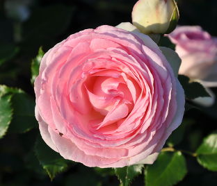 Роза Pierre de Ronsard (Пьер де Ронсар) 