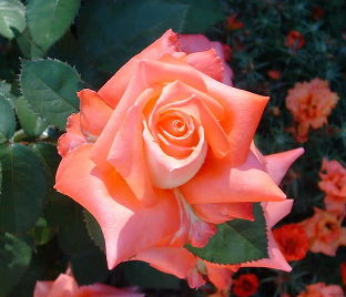 Роза Silver Jubilee (Сильвер Жубиле) — фото 1