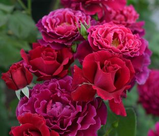 Роза Colline rouge (Колин руж)