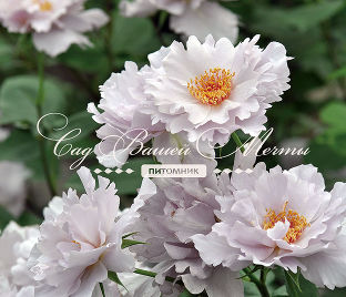 Роза Couture Rose Tilia (Кутюр Роуз Тилиа) — фото 1