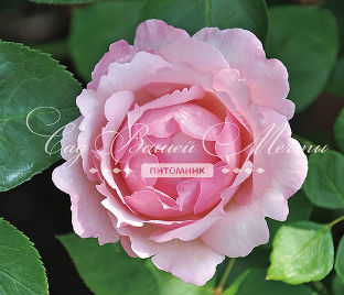 Роза Fragrance of Fragrances (Фрэгранс оф Фрэгрансис)