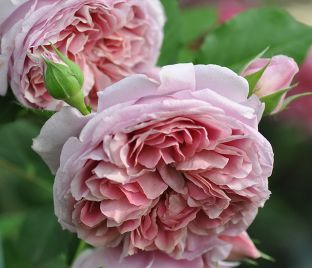 Роза Robe a la francaise (Роб а ла франсенс)