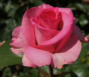 Роза Desiree (Дизае)