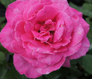 Роза Constance Spry (Констанс Спрай) — фото 1