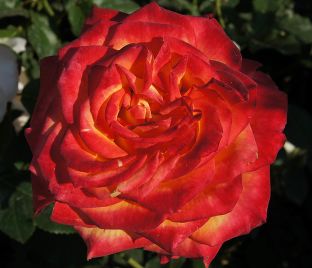 Роза Lina (Лина)  — фото 1