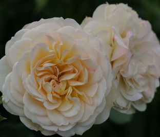 Роза Pastella (Пастелла) — фото 1