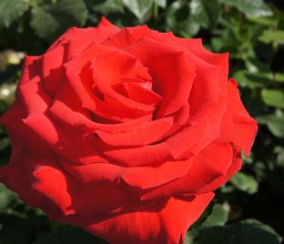 Роза Royal Massay (Роял Массай) 