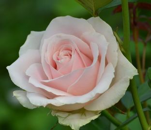Роза Sweet Avalanche (Свит Аваланж) 