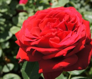 Роза Red Parfum (Рэд Парфюм)