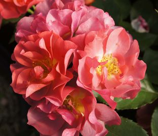 Роза Cinco de Mayo (Синко де Майо) — фото 1