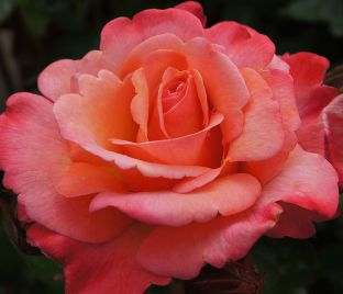 Роза Colorific (Колорифик) — фото 1