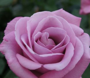 Роза Fragrant Plum (Фрагарнт Плам) — фото 1
