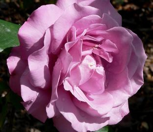 Роза Royal Amethyst (Роял Аметист) — фото 1