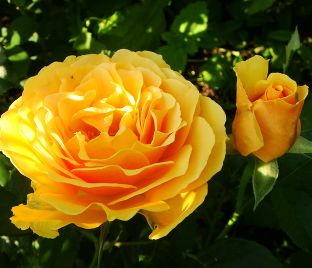 Роза Bernstein-Rose (Бернштайн роуз)