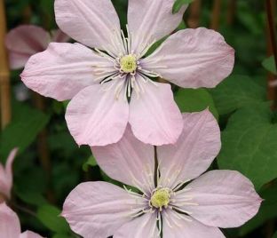 Клематис Ай-Нор / Clematis Ai-Nor — фото 1