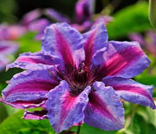 Клематис Акаиши / Clematis Akaishi — фото 1