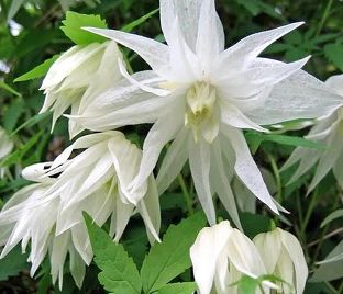 Клематис Альбина Плена / Clematis Albina Plena