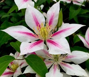 Клематис Андромеда / Clematis Andromeda — фото 1