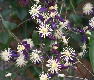 Клематис Ароматика / Clematis aromatica