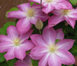 Клематис Асао / Clematis Asao — фото 1