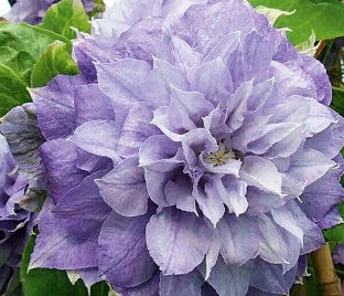 Клематис Азур Болл / Clematis Azure Ball