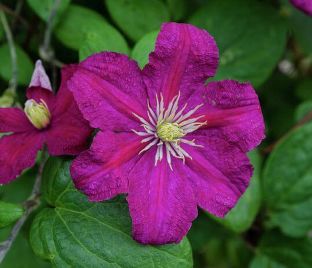 Клематис Барбара / Clematis Barbara